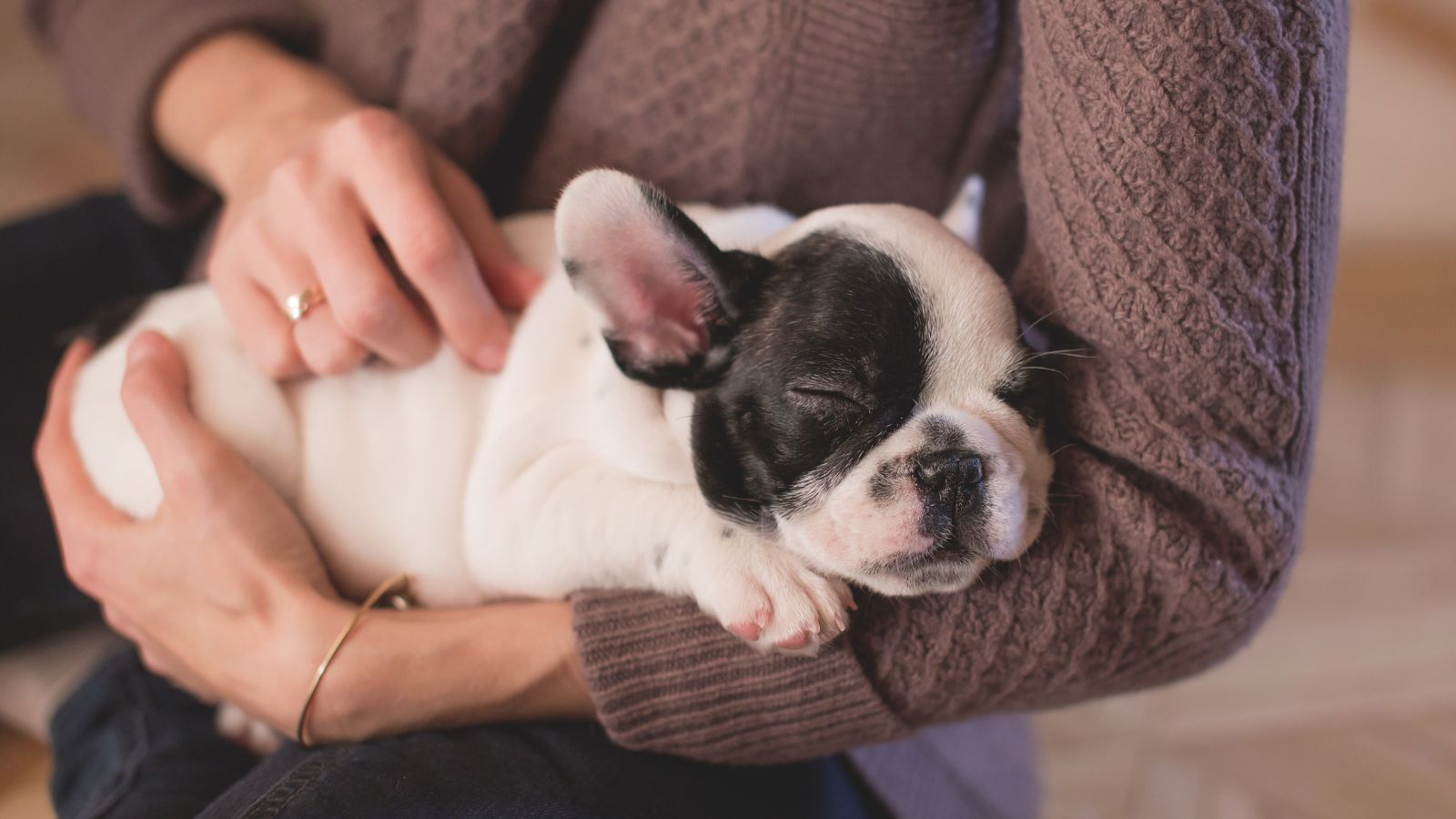 new puppy in woman's arms